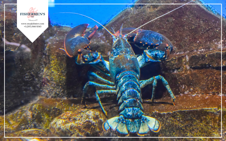 7 Things You May Not Know About Lobsters and Their History