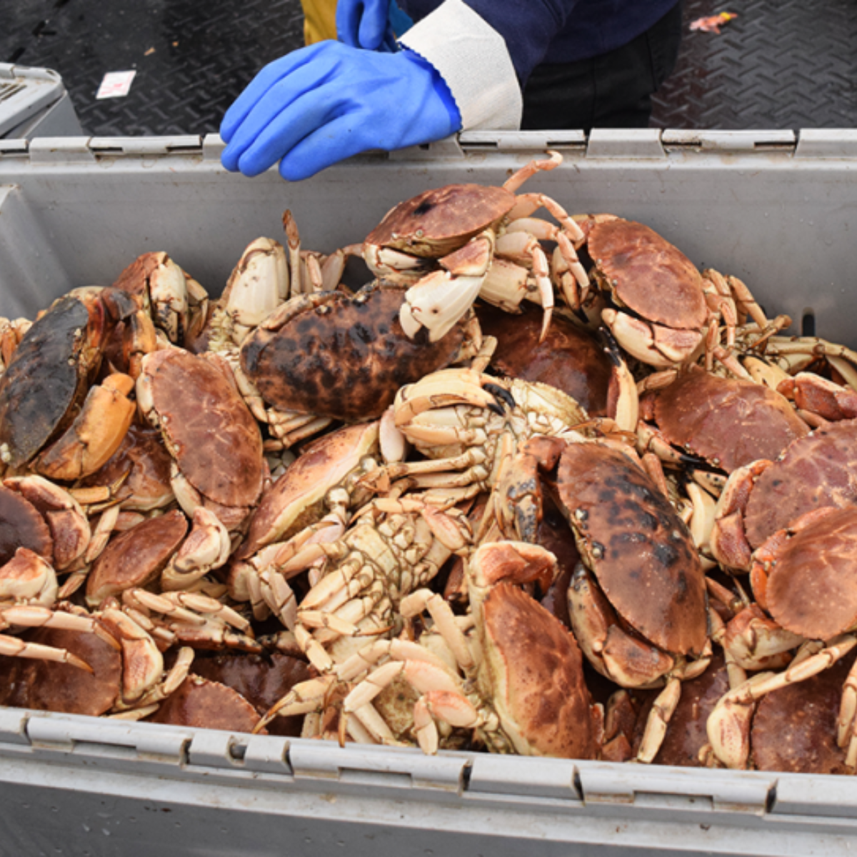 Buy 20 lb Of Jonah Crabs | Get 5 lb FREE
