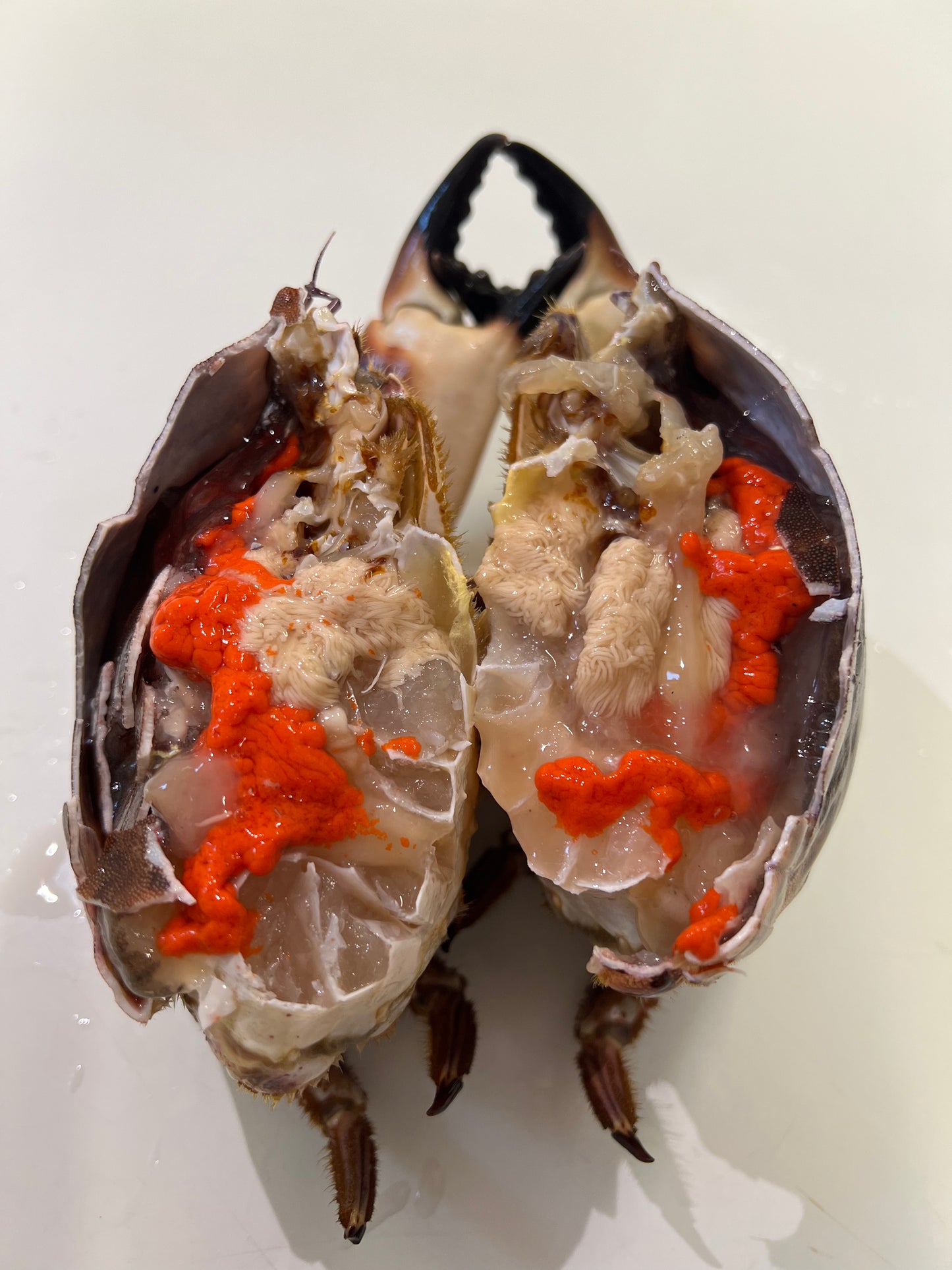 Live Fresh Norwegian Brown Crabs - Cua gạch sống