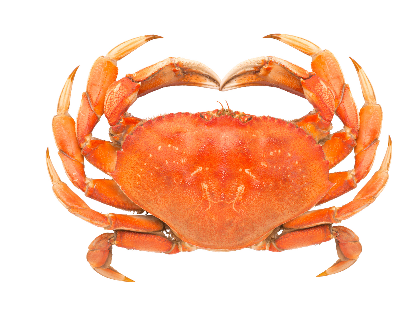 Live Fresh Dungeness Crabs - Cua Canada sống