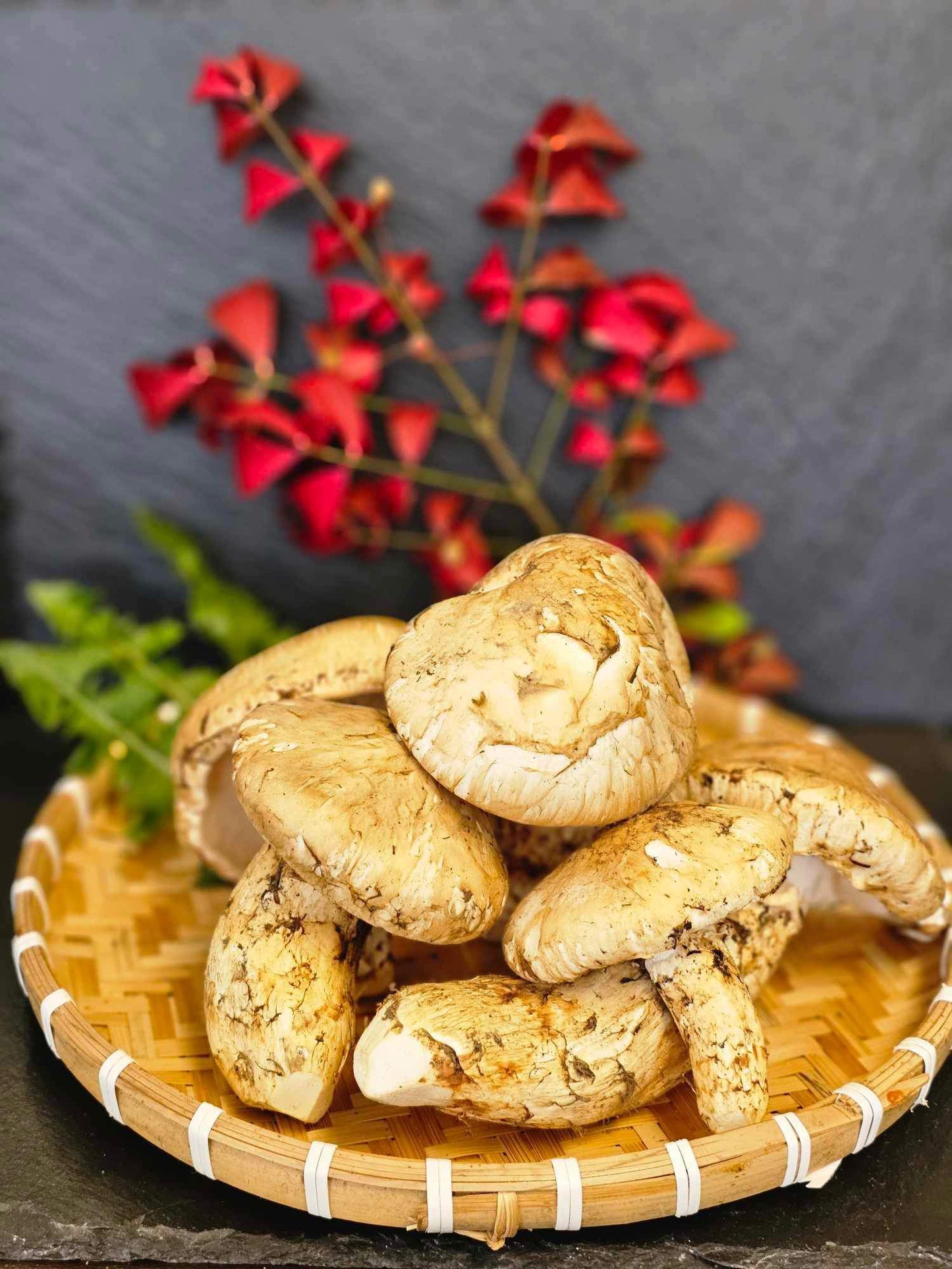 Maine Matsutake Mushrooms