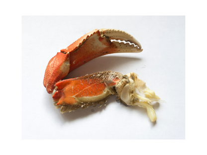 Frozen Cooked Jonah Crab Claws - Càng cua đá đông lạnh