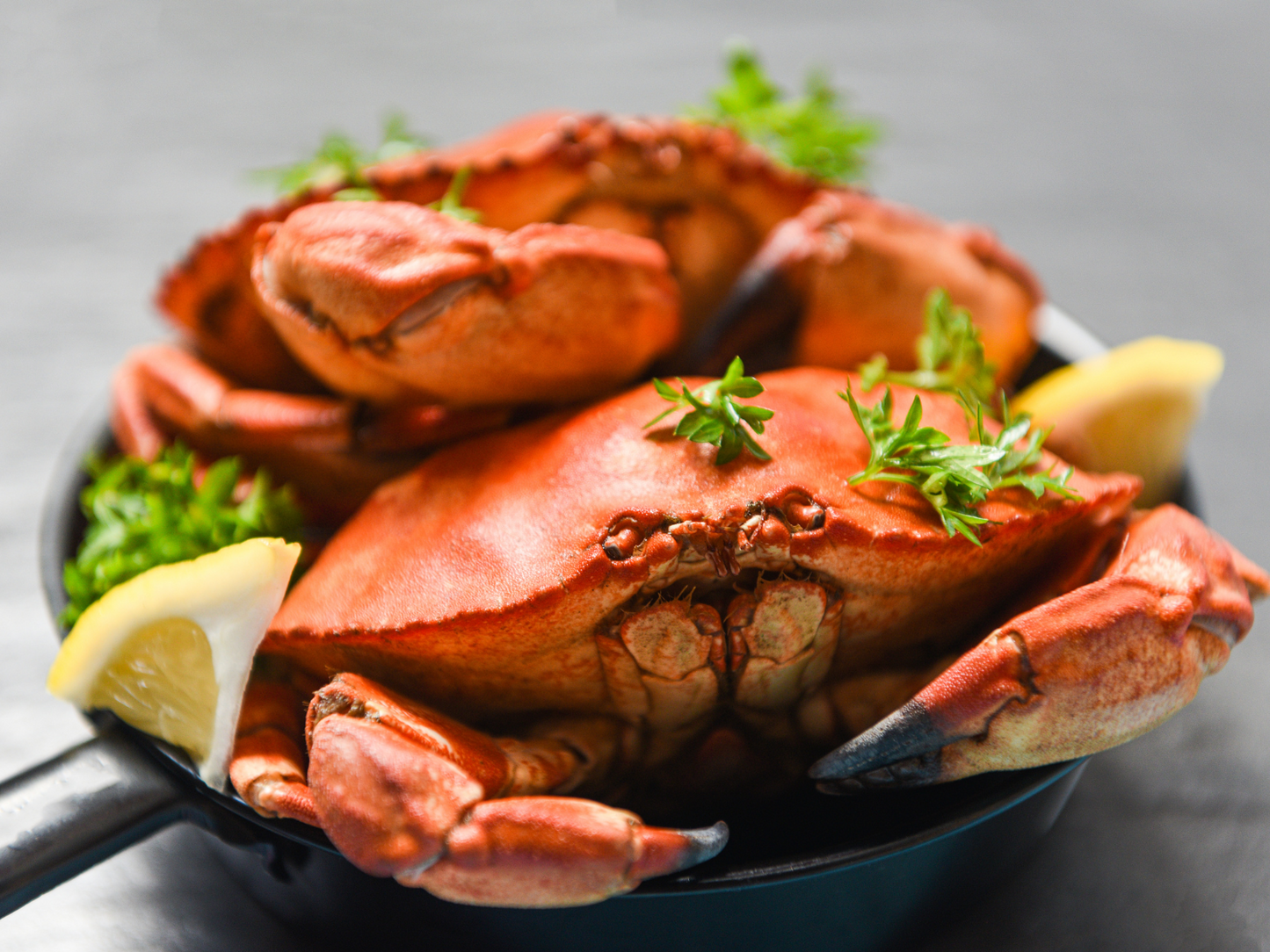 Live Fresh Dungeness Crabs - Cua Canada sống