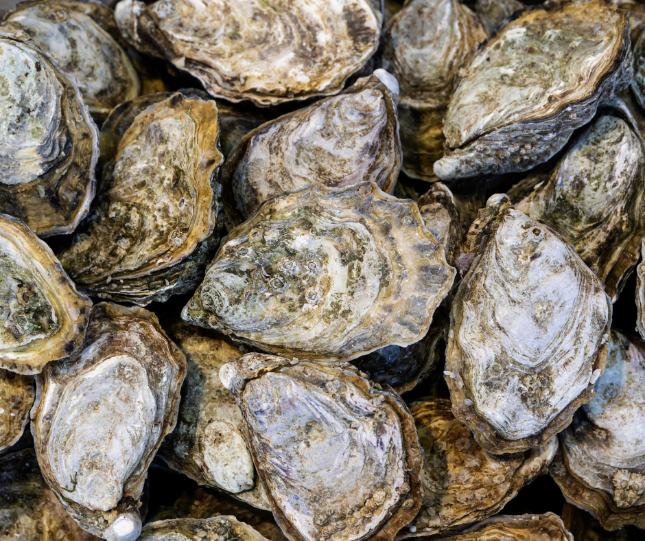 Live Fresh Jumbo Oysters