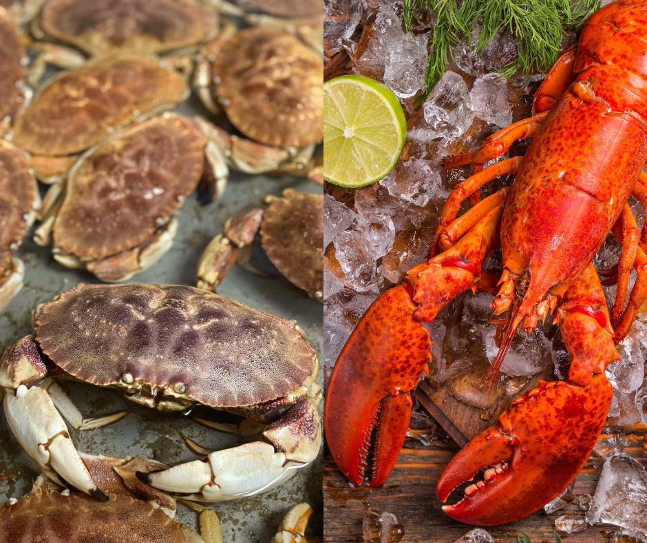 Live Lobsters & Jonah Crabs