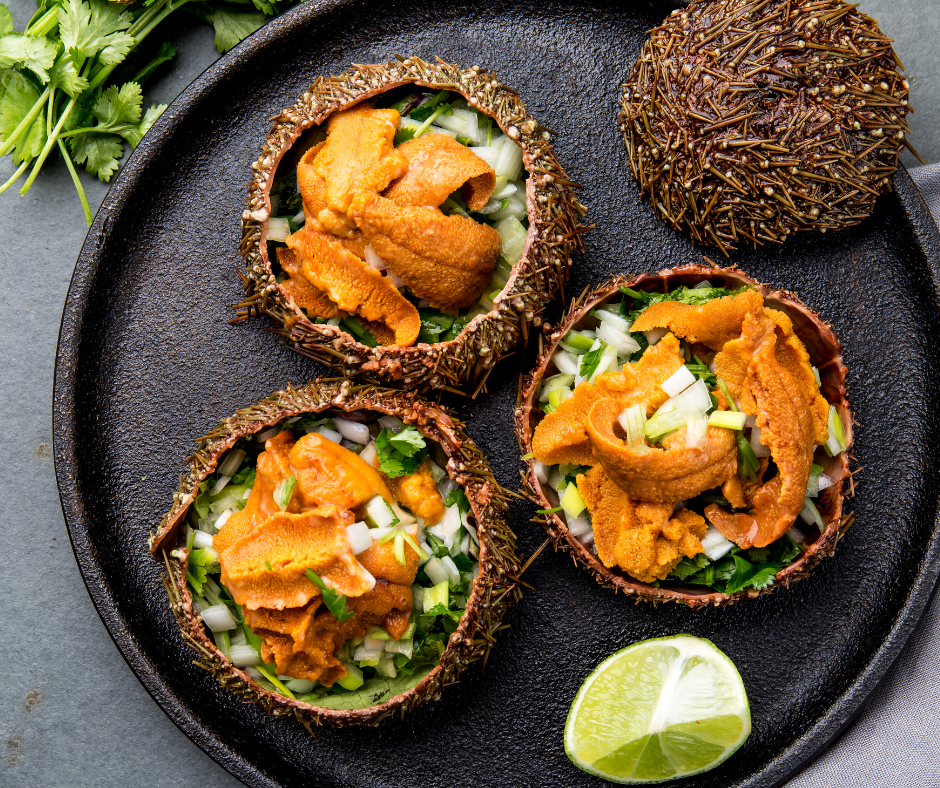 Live Fresh Whole Sea Urchin