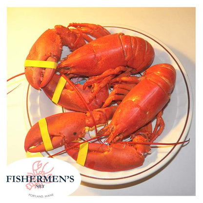 1.75 lb Fresh Maine Lobster