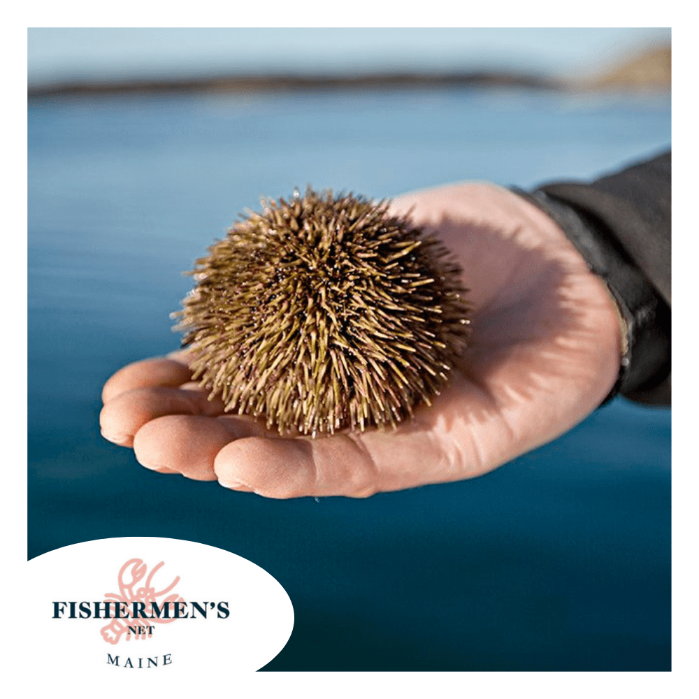 Live Fresh Whole Sea Urchin
