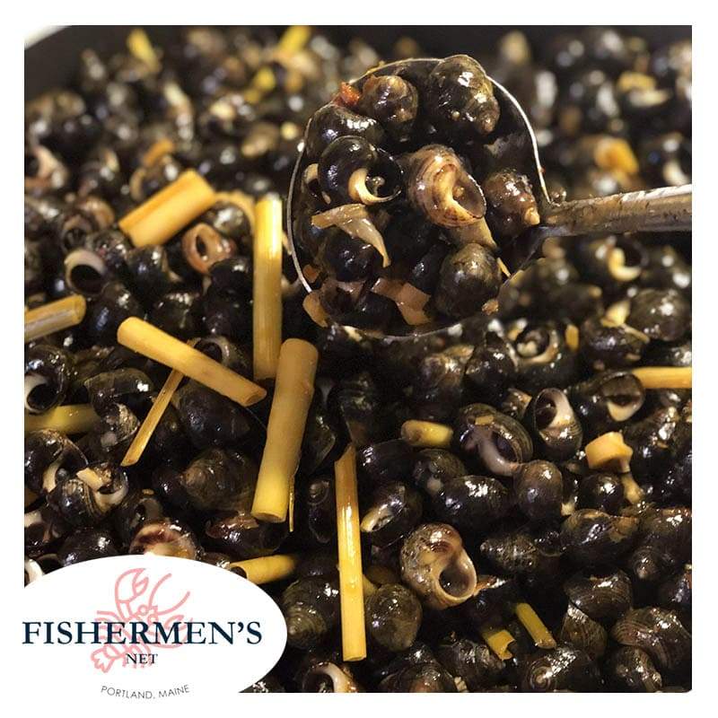 Periwinkle Snails - Oc Gao