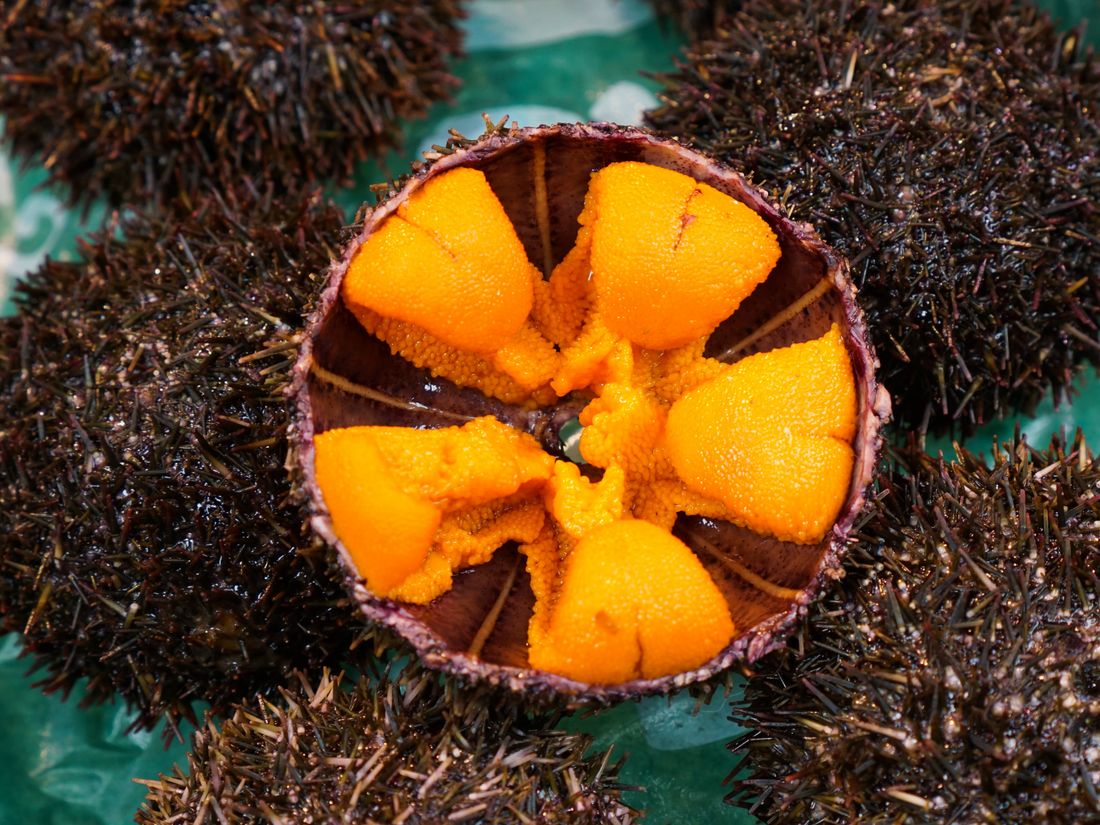 The Ultimate Guide to Fresh Uni: Taste, Texture, and Preparation