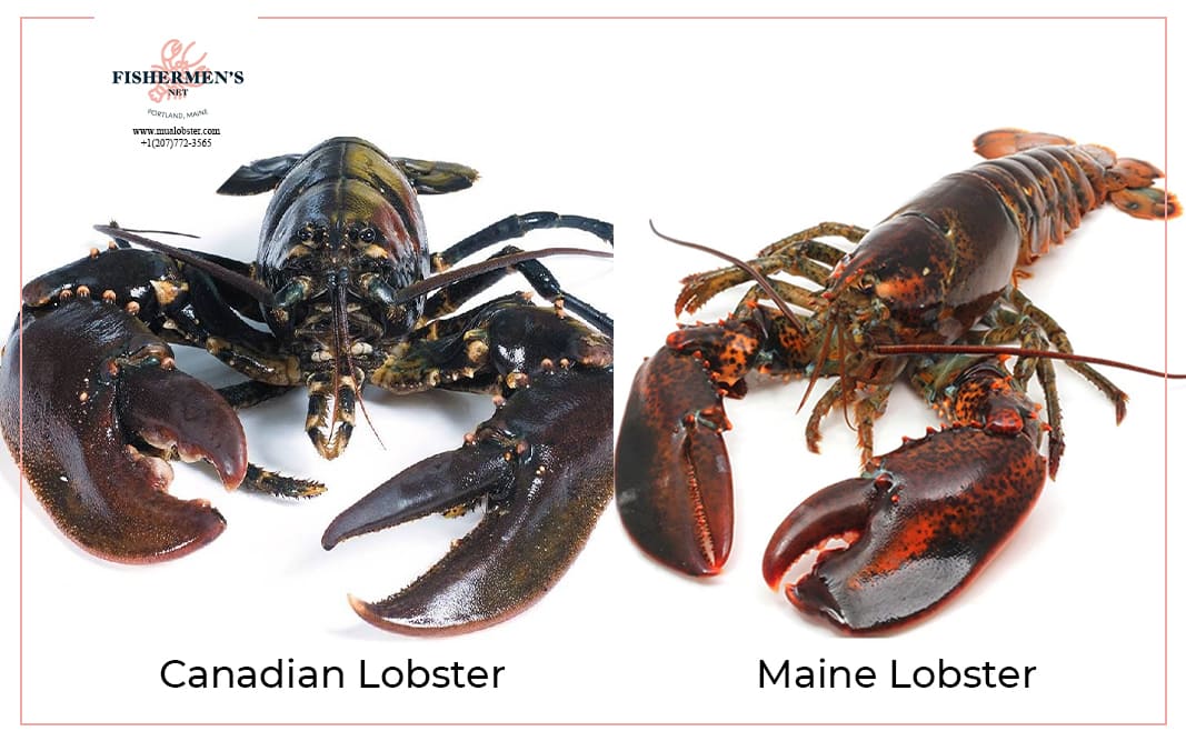 The Similarities And Differences Between Canadian Lobster Vs Maine Lobster