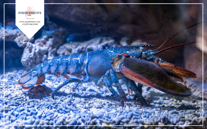 How Long Do Lobster Live In The Wild? Do They Live Forever?