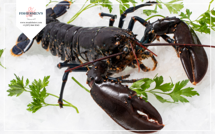 How To Humanely Kill A Live Lobster?
