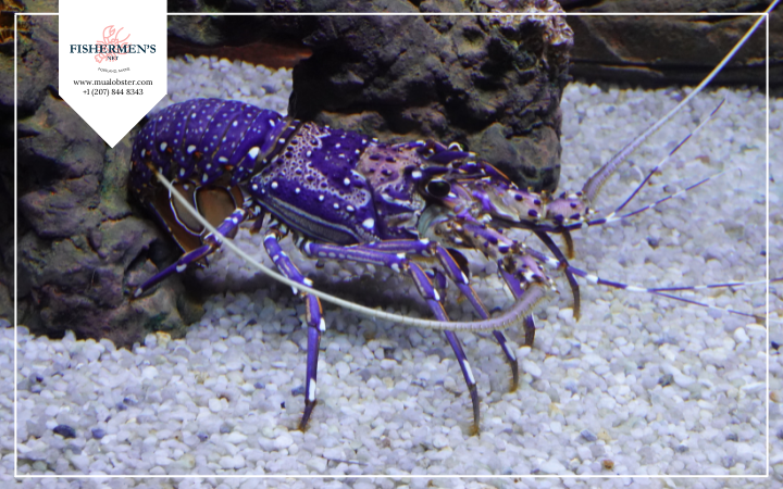 What Are Rare Lobster Colors? Why Are They Different Colors?