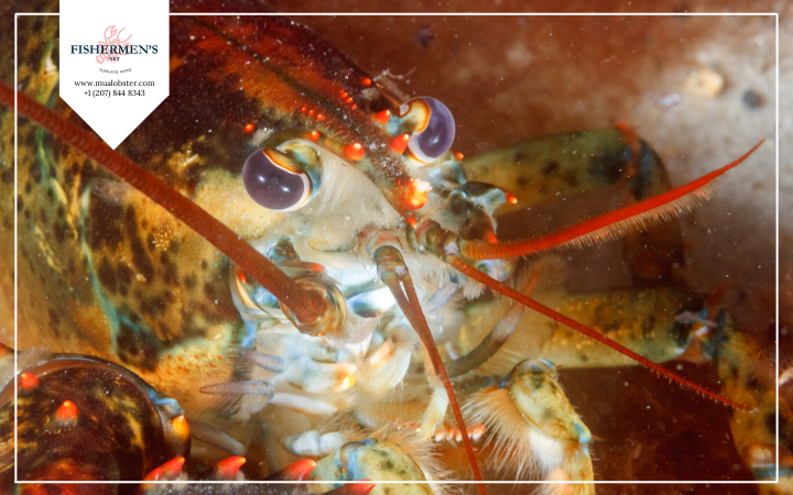 How lobster eyes work? How can lobster see?