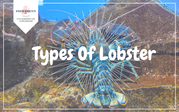 Types Of Lobster That You Should Know