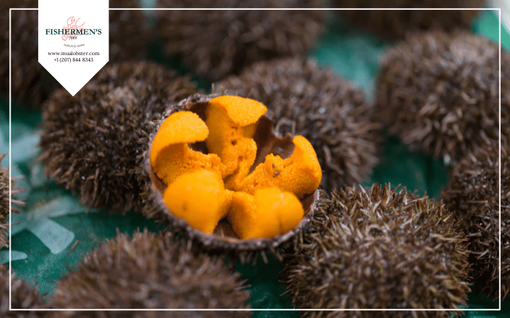 Sea Urchin Uni Nutrition Facts You Should Know Before Eating