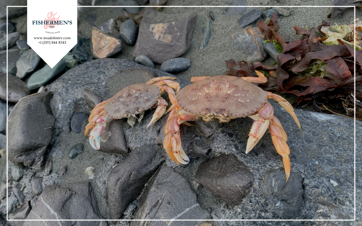 What Is Dungeness Crab? When Is Dungeness Crab Season?