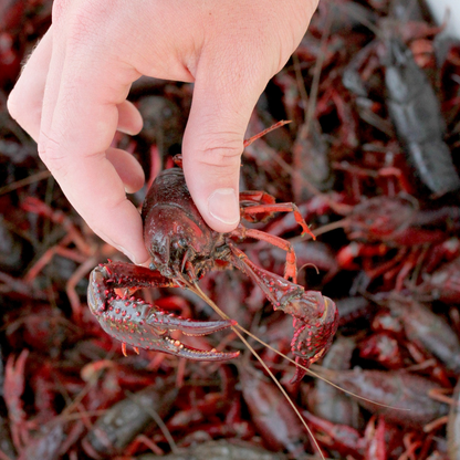Live Fresh Crawfish in Medium/ Large Size