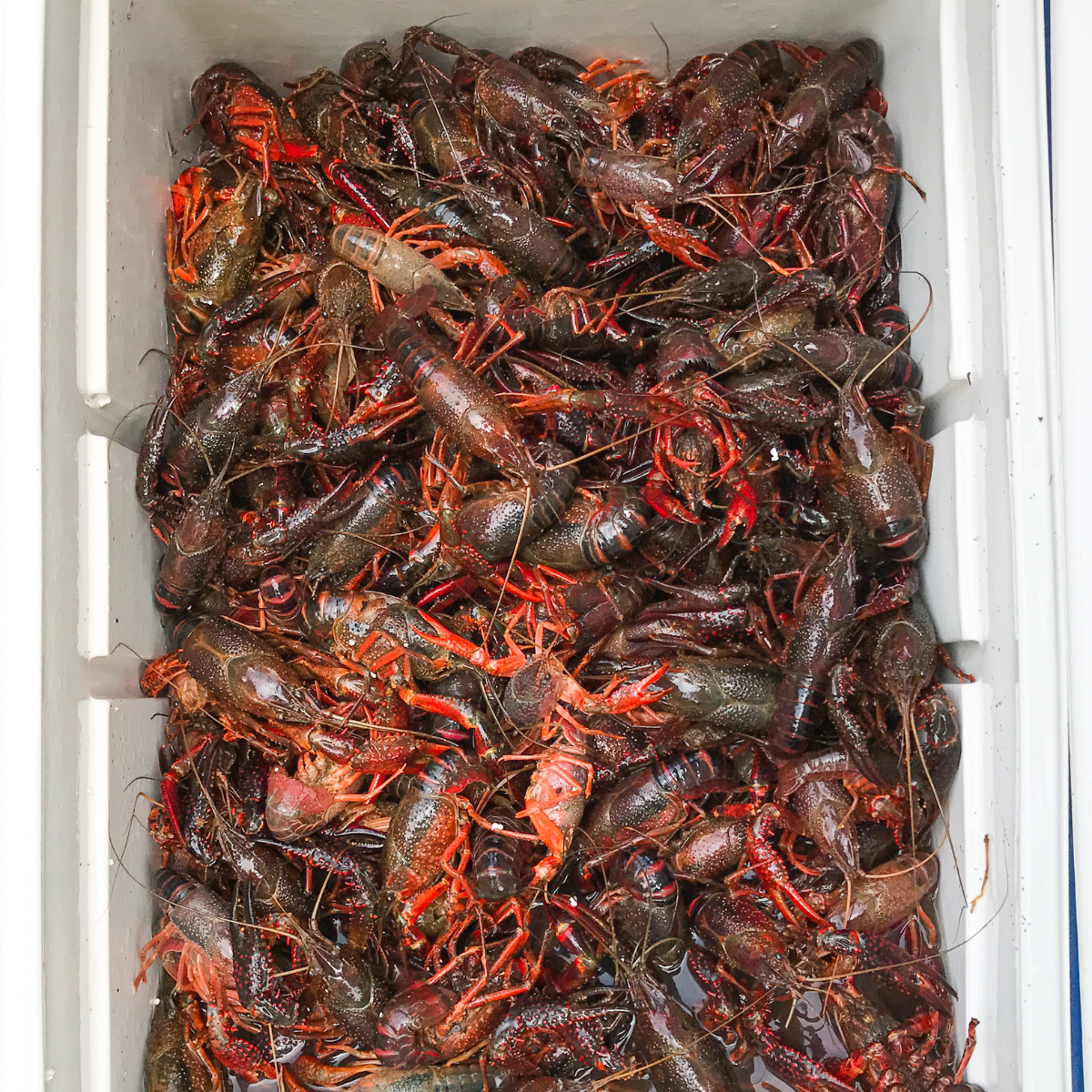 Live Fresh Crawfish in Medium/ Large Size