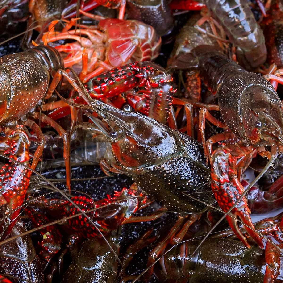 Live Fresh Crawfish in Medium/ Large Size