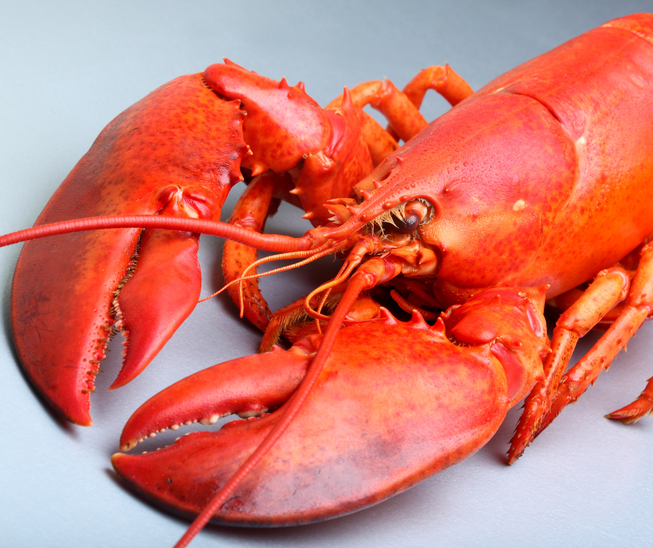 Live Maine Lobster One and Quarters (1.2-1.4 lbs)
