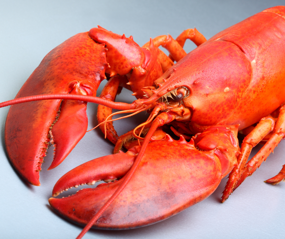 30 lb box of Jumbo Lobsters (1.9-4.0 lbs/ea)