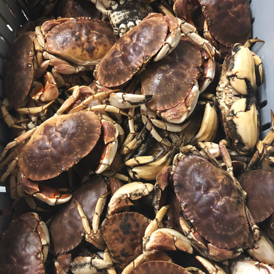 Buy 20 lb Of Jonah Crabs | Get 5 lb FREE