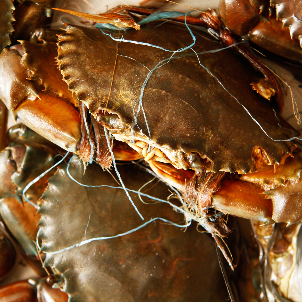 Buy 20 lb Of Jonah Crabs | Get 5 lb FREE