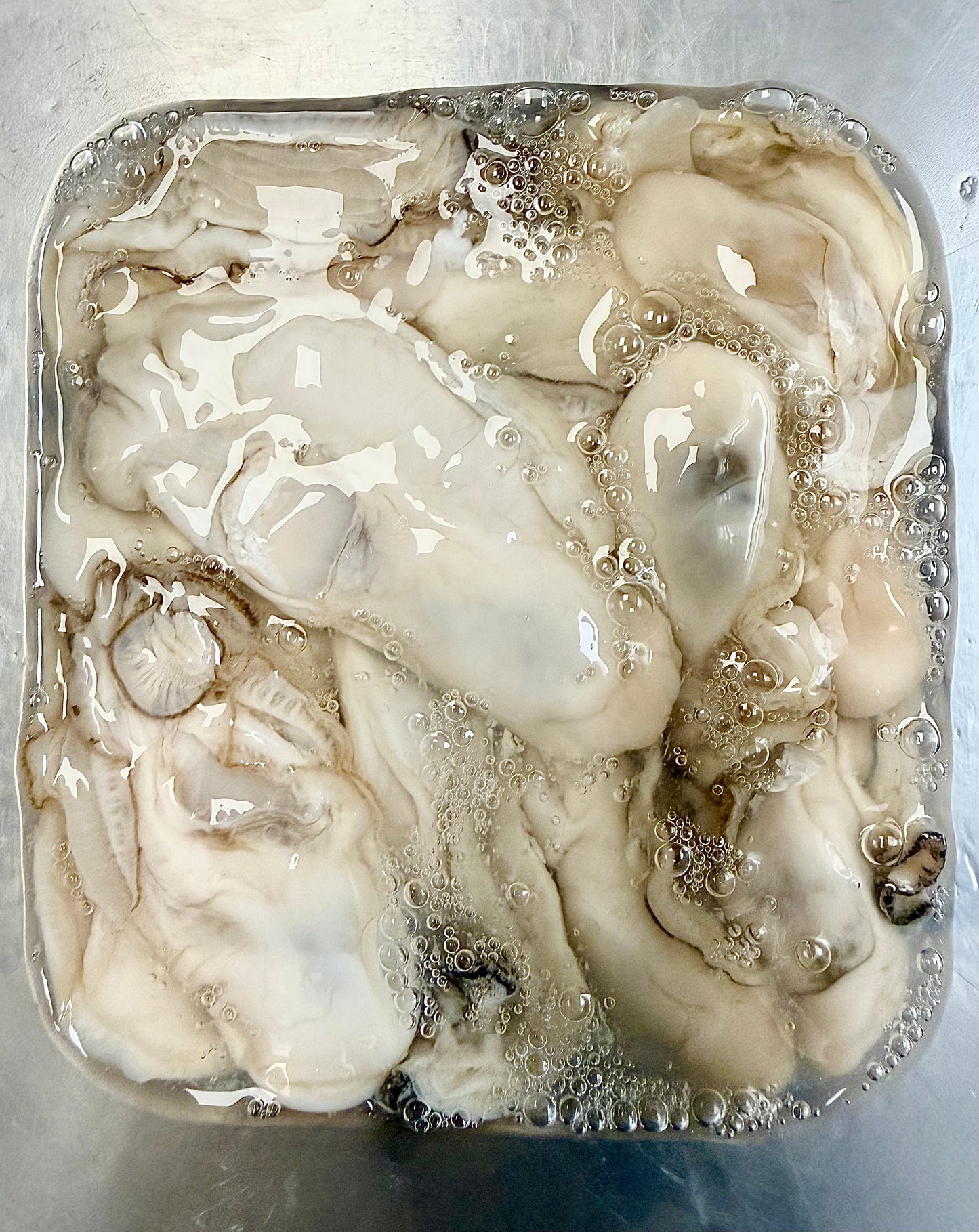 Shucked Maine Oysters