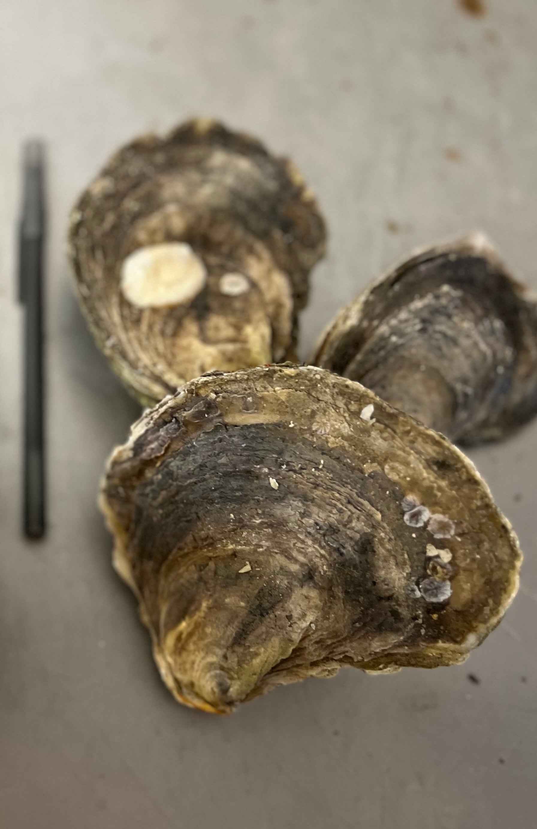 Live Fresh Select Oysters (4-5 inches) - Perfect for Grilling or Raw
