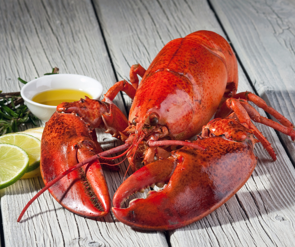 Live Maine Lobster One and Quarters (1.2-1.4 lbs)