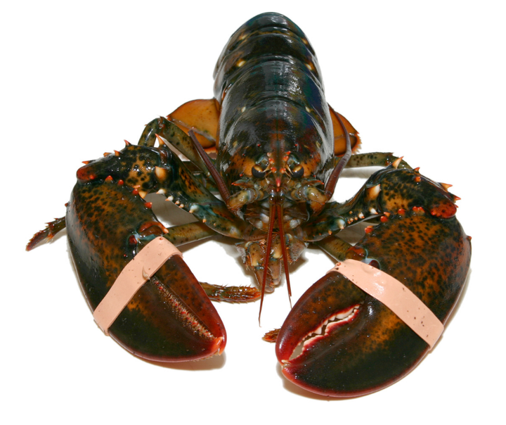 What Are Lobster Colors? The Rarest Color Of Lobster Fishermen's Net
