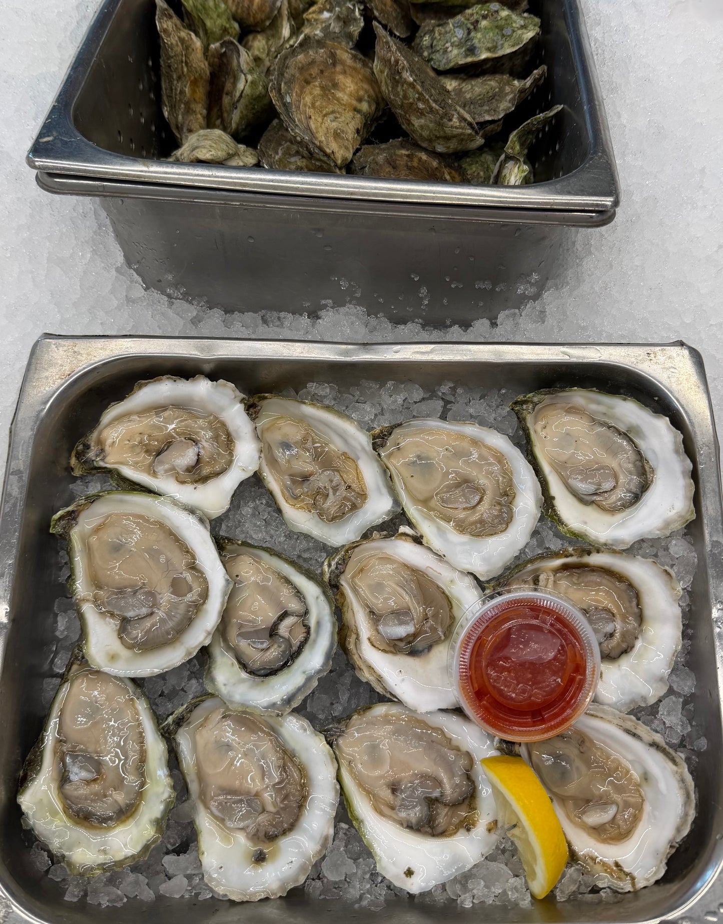 Live Fresh Oysters (3 inches) - Perfect for raw