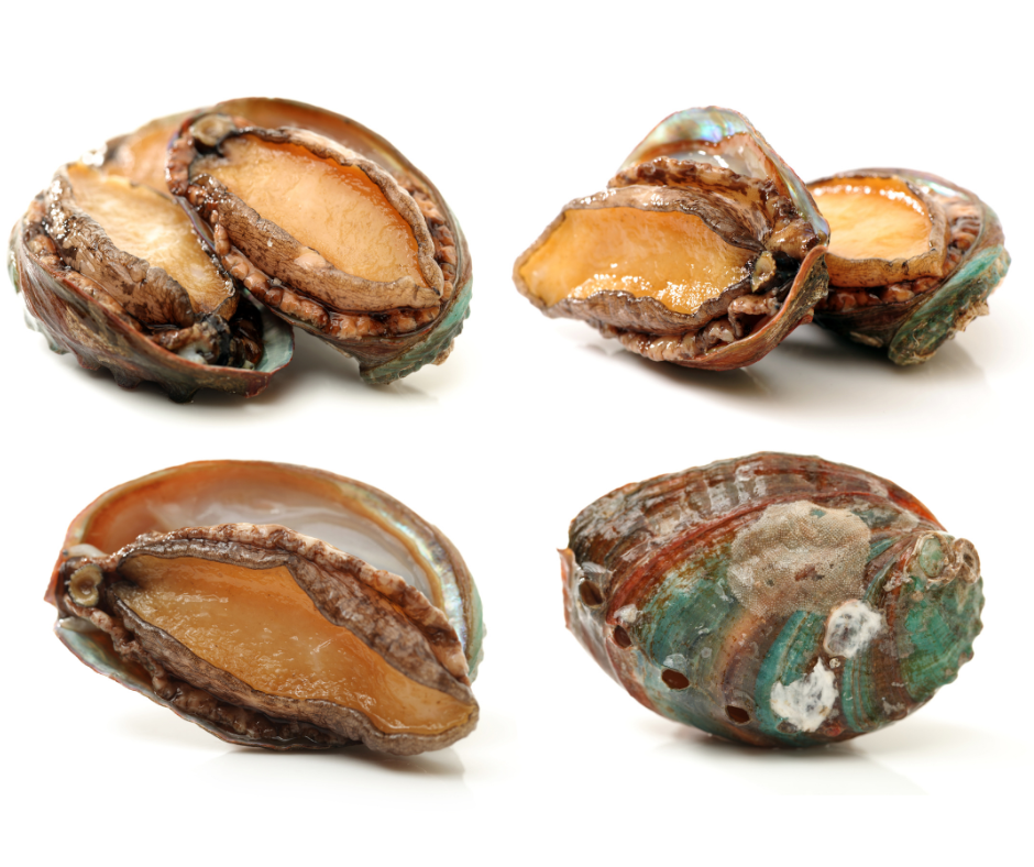 Frozen Australian Greenlip Abalones (Bào ngư Úc đông lạnh)