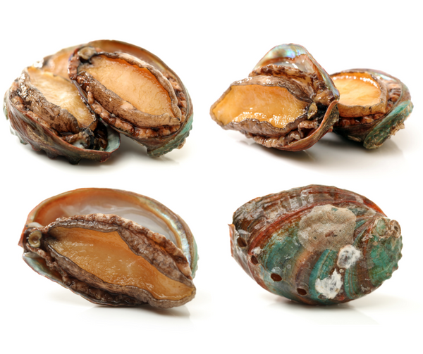 Buy Australian Greenlip Abalone Online Fishermen's Net