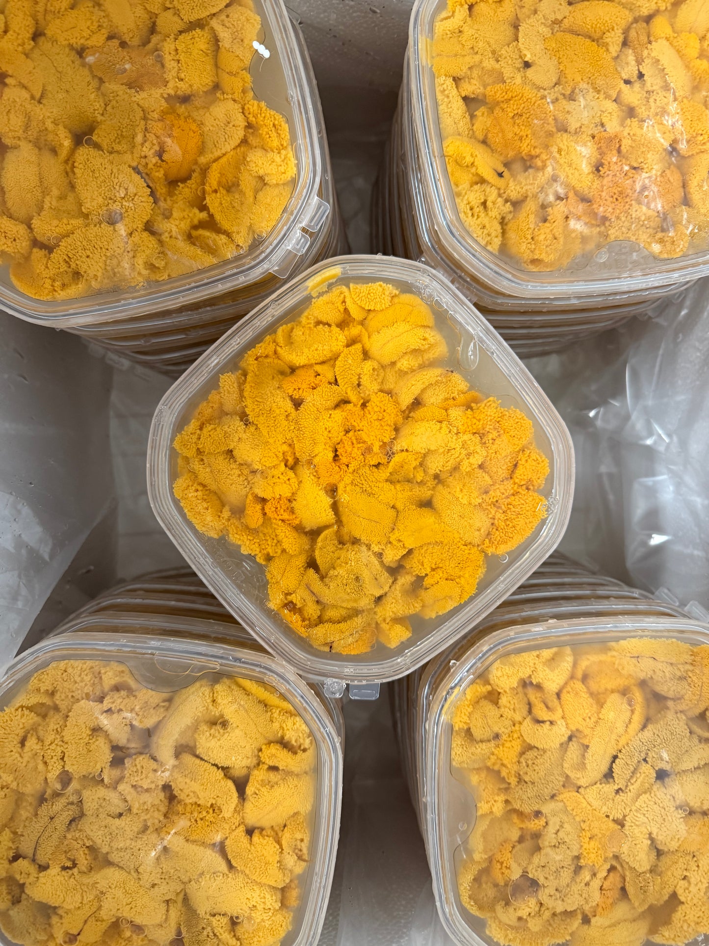 Fresh Saltwater Uni (No Preservatives)- 150gr box