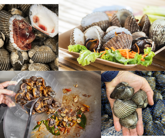 Live Fresh Blood Clams - Sò Huyết