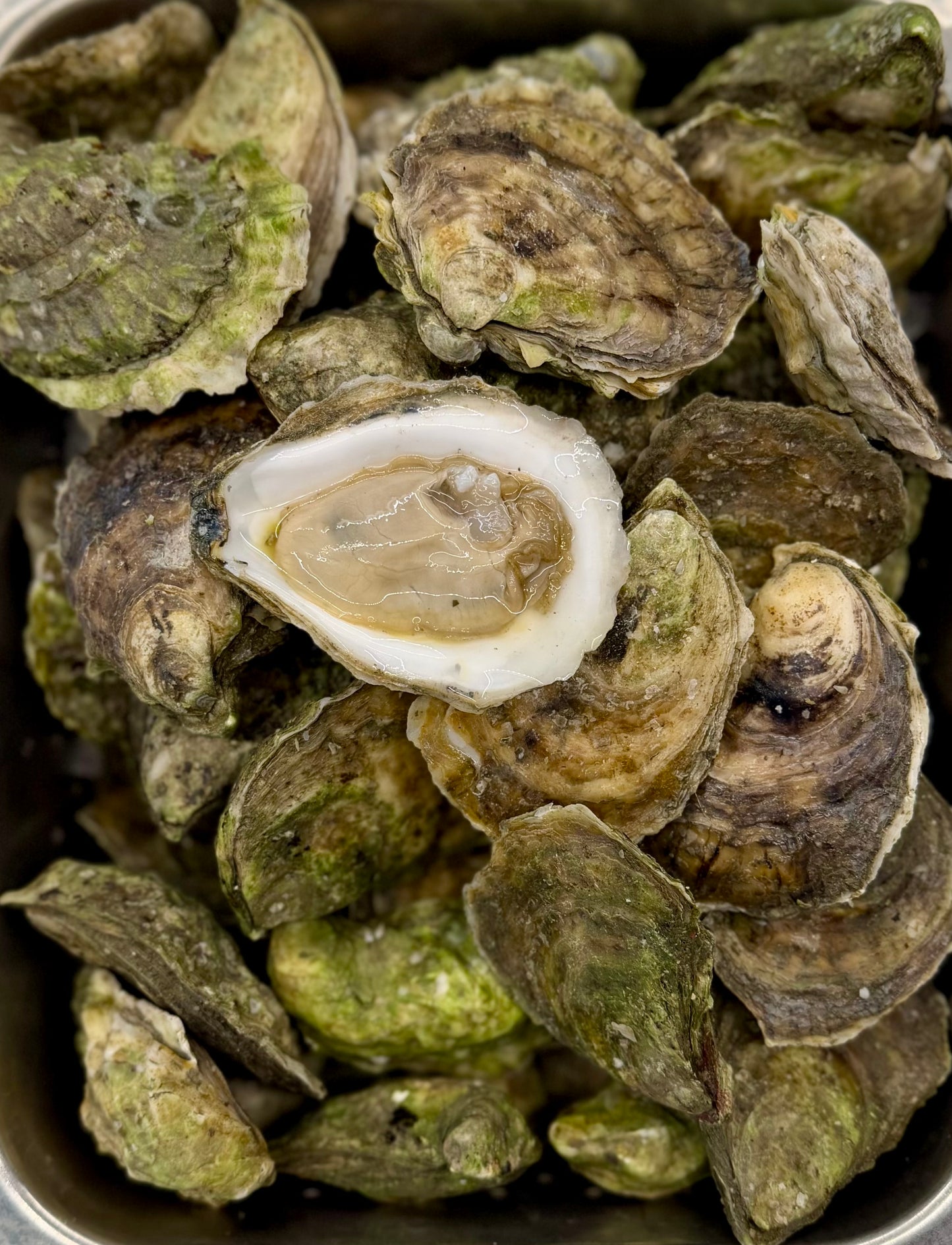 Live Fresh Oysters (3 inches) - Perfect for raw