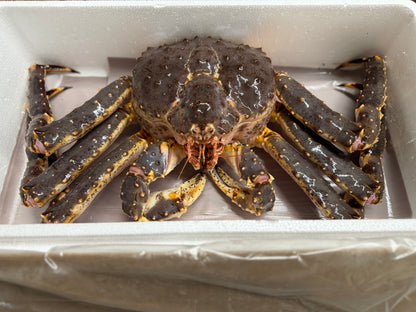 Premium Live Alaskan King Crab (8–10 lb Each)