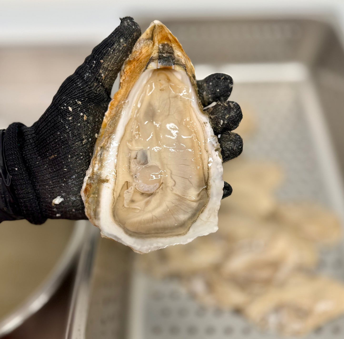 Live Fresh Jumbo Oysters (5 inches up) - Perfect for grilling