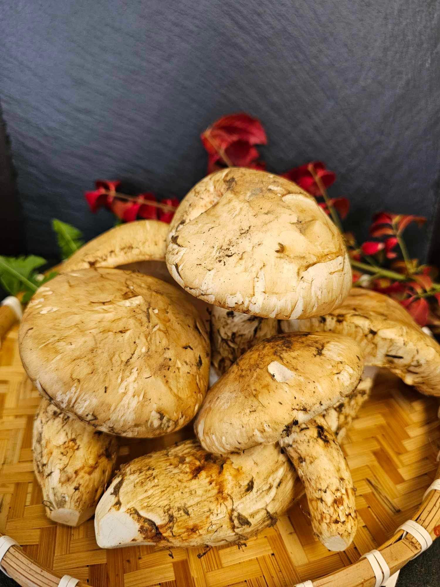 Maine Matsutake Mushrooms
