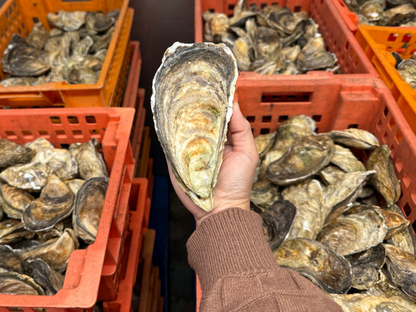 Live Fresh Jumbo Oysters (5 inches up) - Perfect for grilling