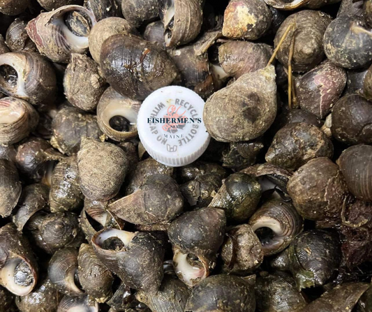 Live Fresh Periwinkle Snails - Ốc Gạo sống