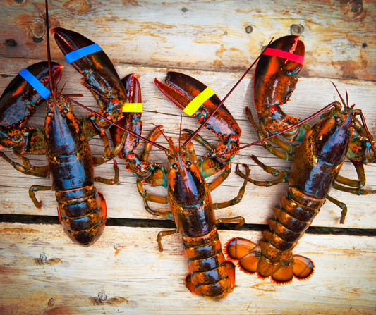 Buy 8 Live Lobsters (Size 1.71-1.99 lb) | Get 2 FREE