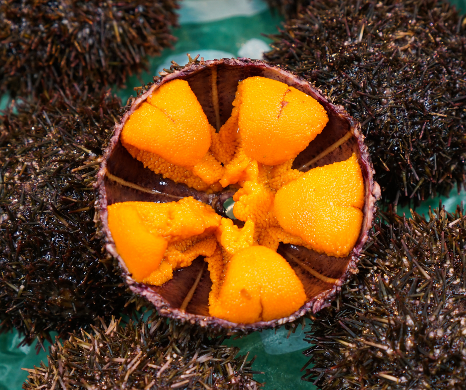 Fresh Sea Urchin Roe (Uni)