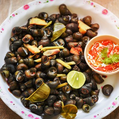 Live Fresh Periwinkle Snails - Ốc Gạo sống
