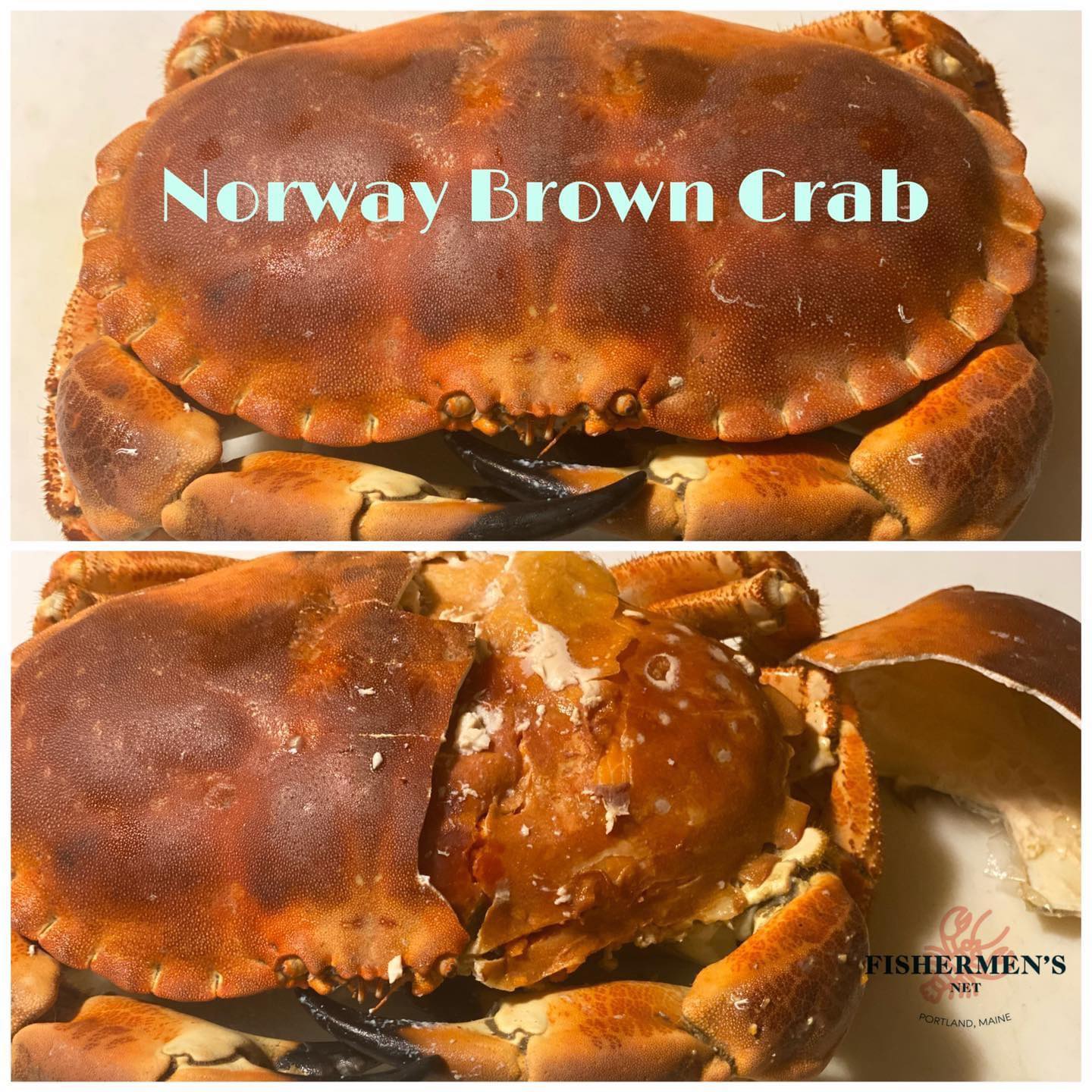 Live Fresh Norwegian Brown Crabs - Cua gạch sống