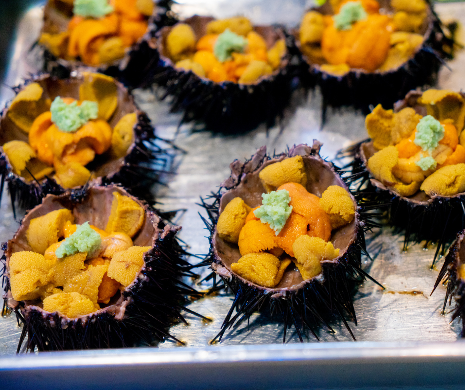Live Fresh Whole Sea Urchin