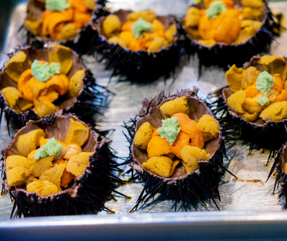 Live Fresh Whole Sea Urchin